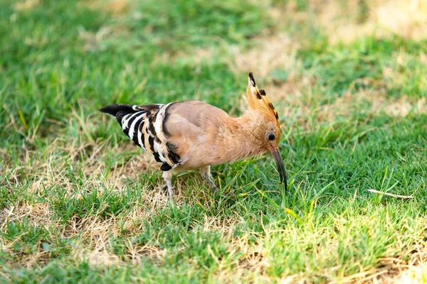 Abubilla Pájaro Hierba Verde — Foto de Stock