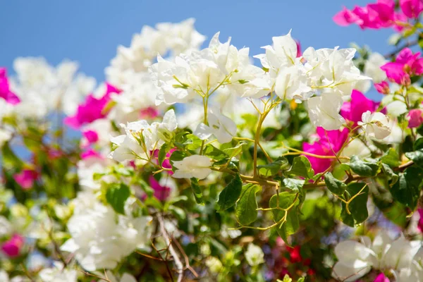 Bougainvillea Bloemen Blauwe Hemelachtergrond — Stockfoto