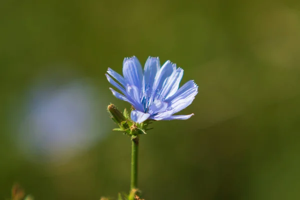 Blauwe Bloemen Witloof Natuur — Stockfoto