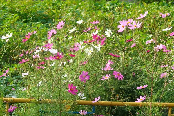 Heldere Bloemen Natuur Close — Stockfoto