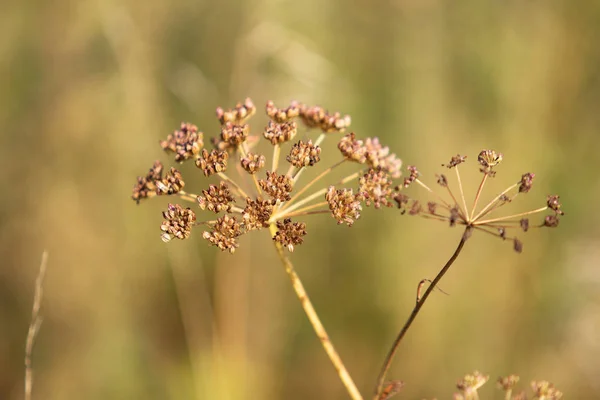 Droge Peterselie Bloemen Aard — Stockfoto