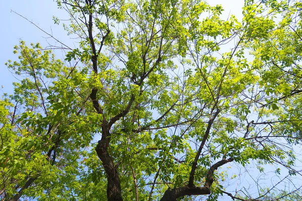 Hojas Verdes Árbol Desde Abajo Hasta Cielo —  Fotos de Stock