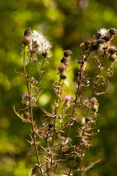 Thistle Withered Autumn Nature — Stock Photo, Image