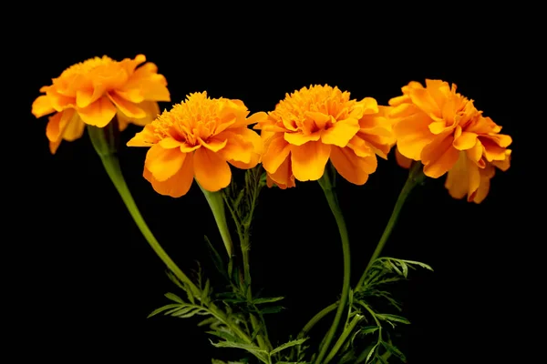 Tagetes Flores Isoladas Sobre Fundo Preto — Fotografia de Stock