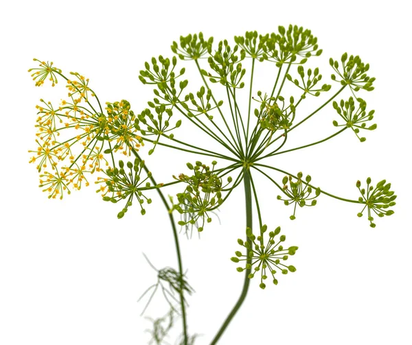 Färsk Dill Blommor Vit Bakgrund — Stockfoto