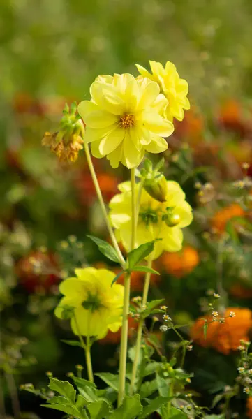 Bright Flowers Nature Close — Stock Photo, Image