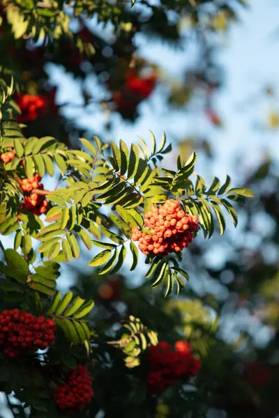 Albero Rowan Estate Bacche Rosse Mature — Foto Stock