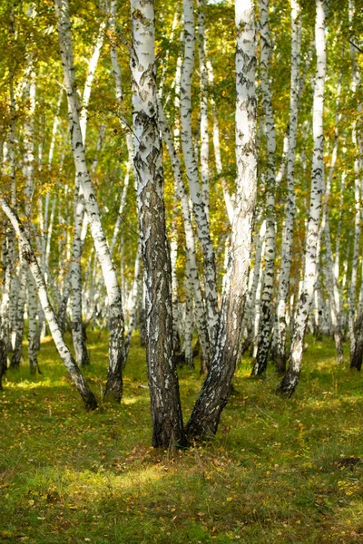 Yellow Birch Forest Late Autumn Nature Landscape — Stock Photo, Image