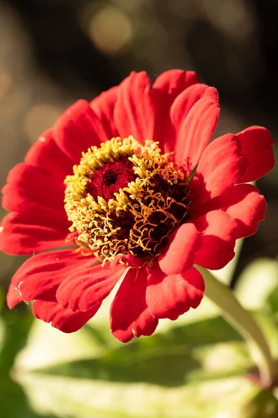 Red Flower Close — Stock Photo, Image