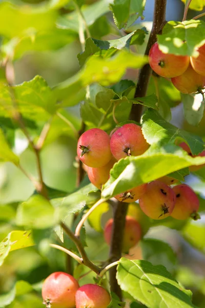 Manzanas Maduras Árbol — Foto de Stock