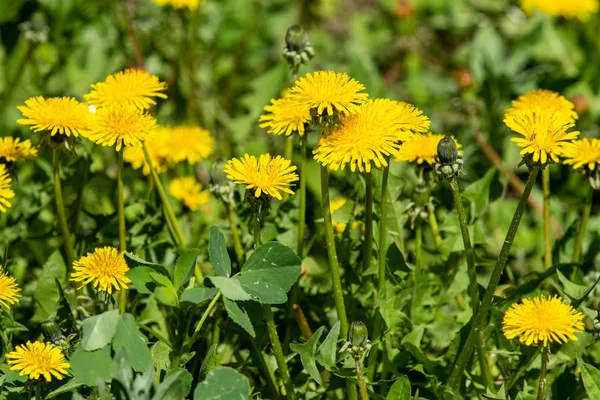 Frühlingslandschaft Gelbe Löwenzahnblüten Grünen Gras — Stockfoto