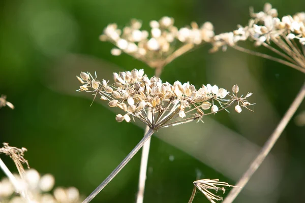 Dry Flower Dill Nature — Stock Photo, Image