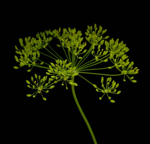 Siyah Arka Plan Üzerine Taze Dereotu Çiçekler — Stok fotoğraf