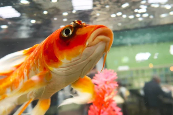 colored fish in an aquarium