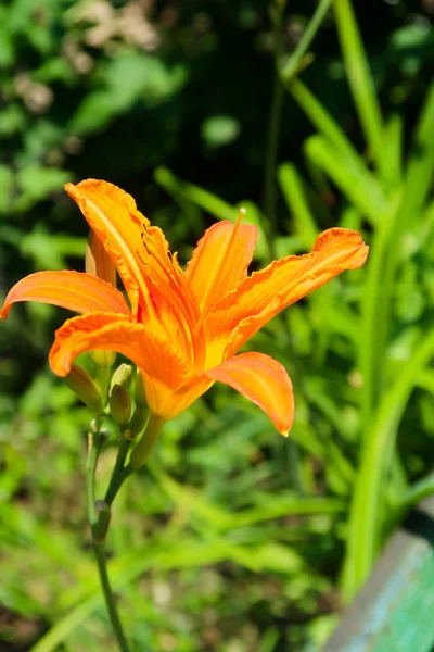 Fiore Giglio Arancione Natura — Foto Stock