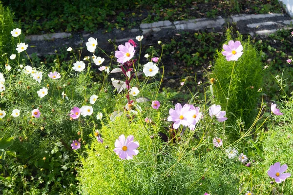 明るい花コスモス自然風景 — ストック写真