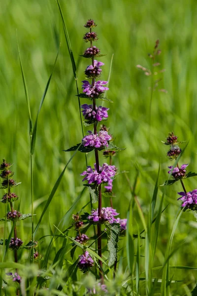 Fiori Viola Erba Verde — Foto Stock