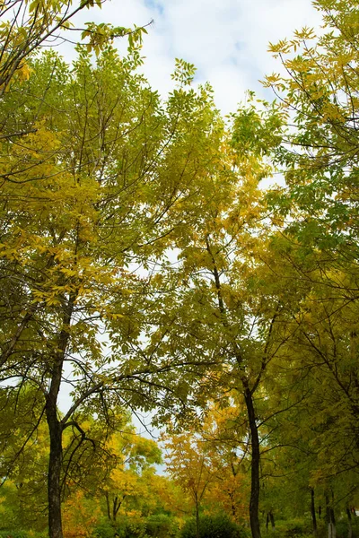 Floresta Outono Árvores Caducas Paisagem — Fotografia de Stock