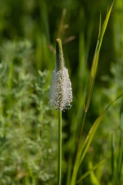 Close Blooming Inflorescence Plantago Lanceolata Also Called Ribwort Plantain Narrow — Stock Photo, Image