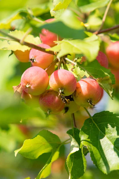 Piccole Mele Mature Sull Albero — Foto Stock