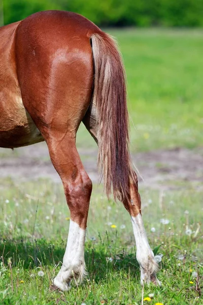 Лошадь Зеленой Траве — стоковое фото