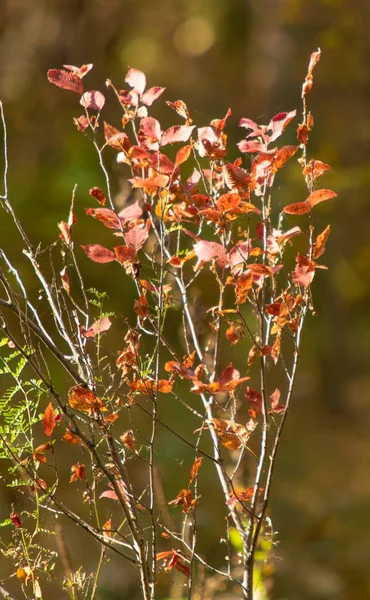 秋の木に赤いリンゴ — ストック写真
