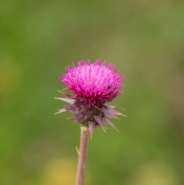 Thistle Flower Closeup Nature — Stock Photo, Image