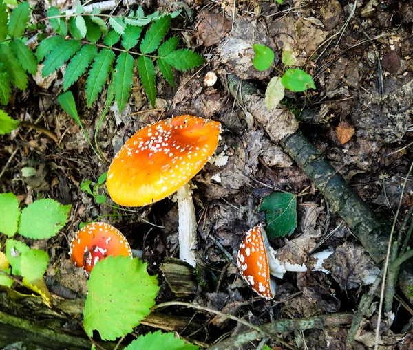 Gros Plan Sur Les Champignons Amanita — Photo