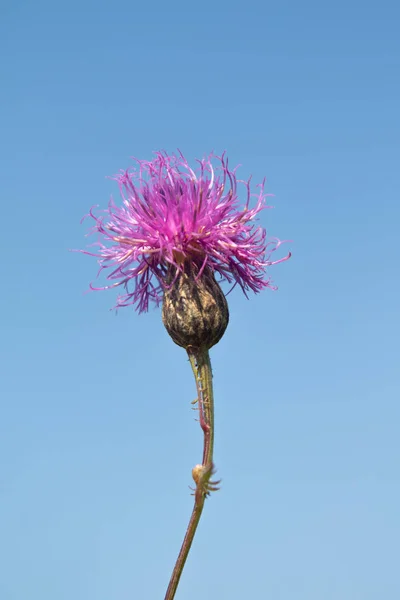 Serratula Coronata Blue Sky Background Selective Focus Social Network Concept — Stock Photo, Image