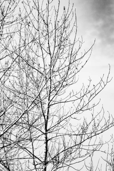 Los Árboles Sin Hojas Sobre Fondo Del Cielo Otoño — Foto de Stock