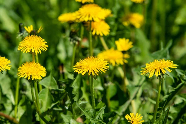 Wiosnę Krajobraz Żółte Kwiaty Mniszek Zielonej Trawie — Zdjęcie stockowe