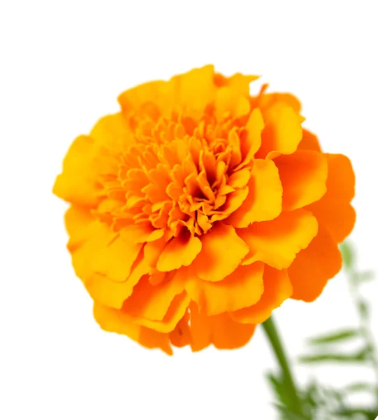 Tagetes Beyaz Arka Plan Üzerinde Izole Çiçek — Stok fotoğraf