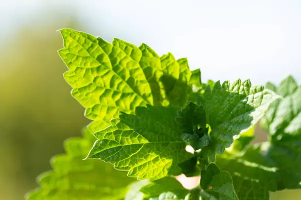Fresh Green Mint Leaves Sun Close — Stock Photo, Image