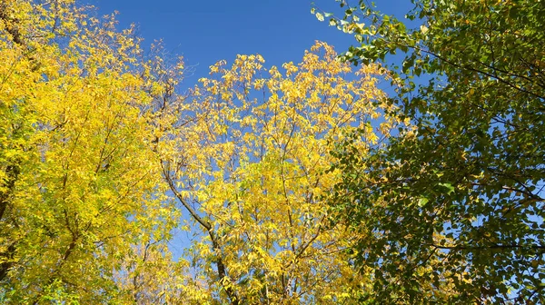 Bladeren Van Bomen Weergave Van Onderen Hemel Herfst Landschap — Stockfoto