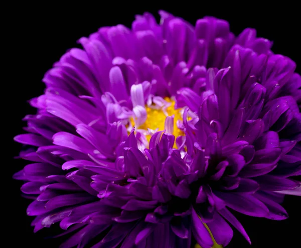 siyah bir arka plan üzerinde izole aster çiçekler