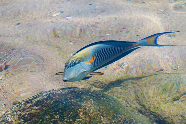 Ikan Karang Pemandangan Atas Defocused Oleh Air — Stok Foto