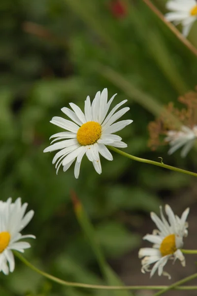 クローズ アップ自然で鮮やかな花 — ストック写真