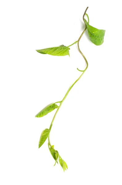 Πράσινα Φύλλα Από Ένα Αναρριχητικό Φυτό Λευκό Φόντο — Φωτογραφία Αρχείου