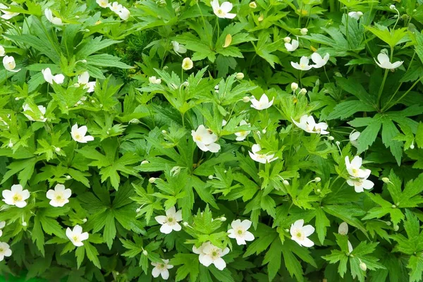 Vita Blommor Vitsippa Eller Windflower Grönt Bladverk — Stockfoto