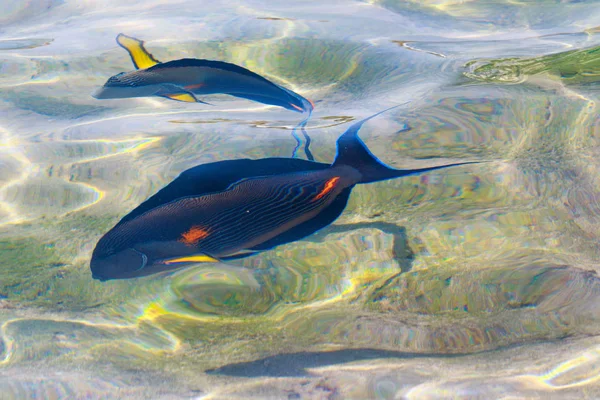 Ikan Karang Pemandangan Atas Defocused Oleh Air — Stok Foto