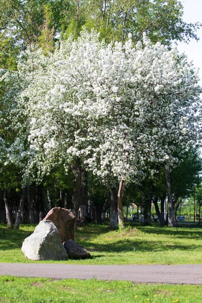 Apple Tree Bloom Landscape Nature — Stock Photo, Image