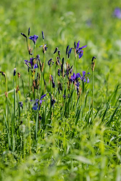 緑の草の中の紫色の花 — ストック写真