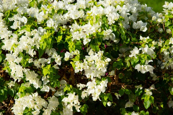 Bougainvillea Kwiaty Żywe Ogrodzenia — Zdjęcie stockowe