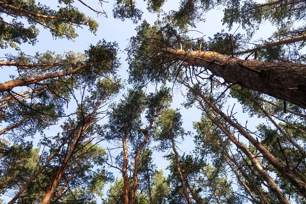 Borovice Lesní Pohled Zdola Obloze — Stock fotografie