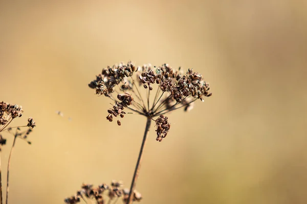 Dry Parsley Flowers Nature — Stock Photo, Image