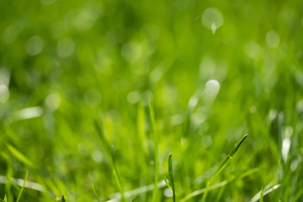 Hierba Verde Con Fondo Borroso Bokeh —  Fotos de Stock