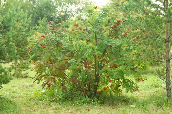 Herbstwald Laubbäume Landschaft — Stockfoto