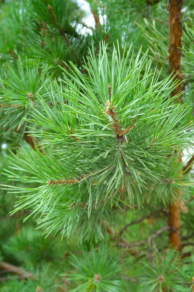 ツリー トウヒの大きな緑色の針 — ストック写真