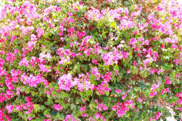 Bougainvillea Flores Brillantes Paisaje — Foto de Stock