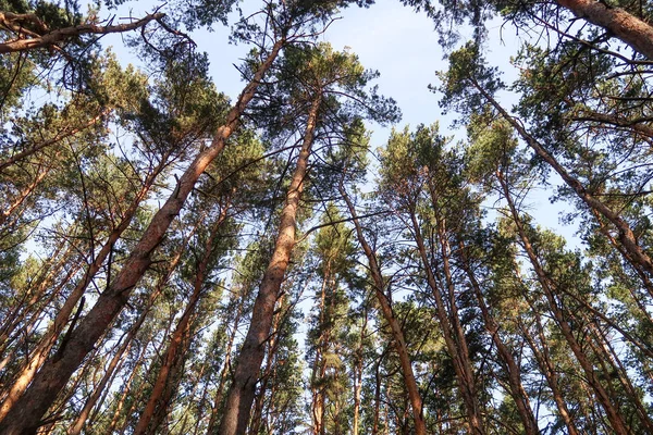 Pine Forest View Bottom Sky Stock Image